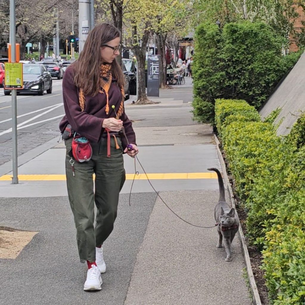 Adventure cat walking on a slack lead, following the guardian; training loose-lead 'follow' technique.