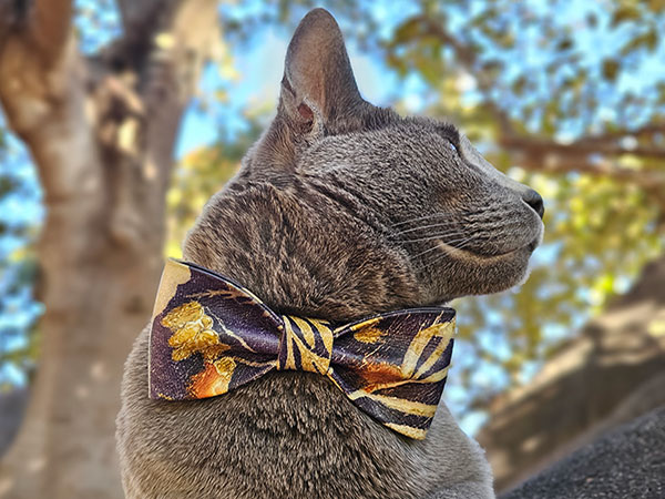 bow