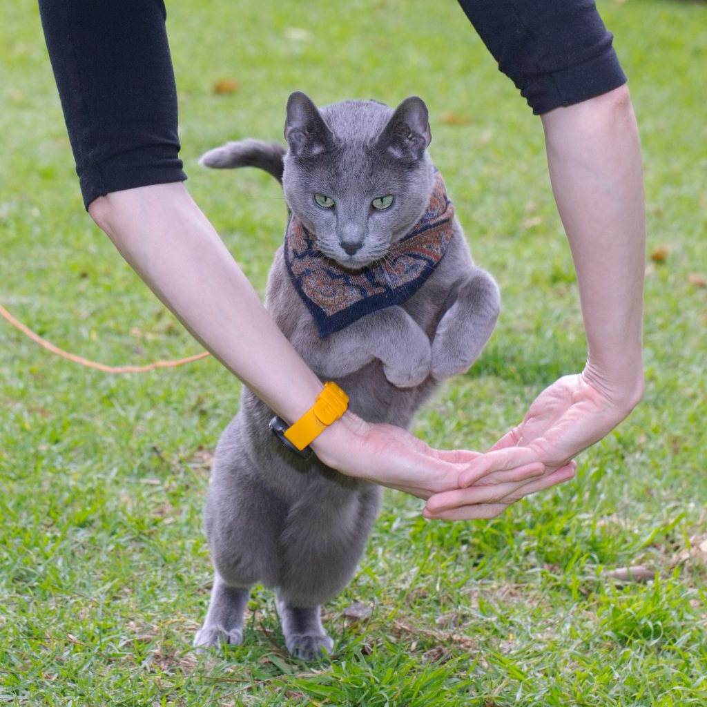 Adventure cat jumping through an arm hoop; marker-based trick training.