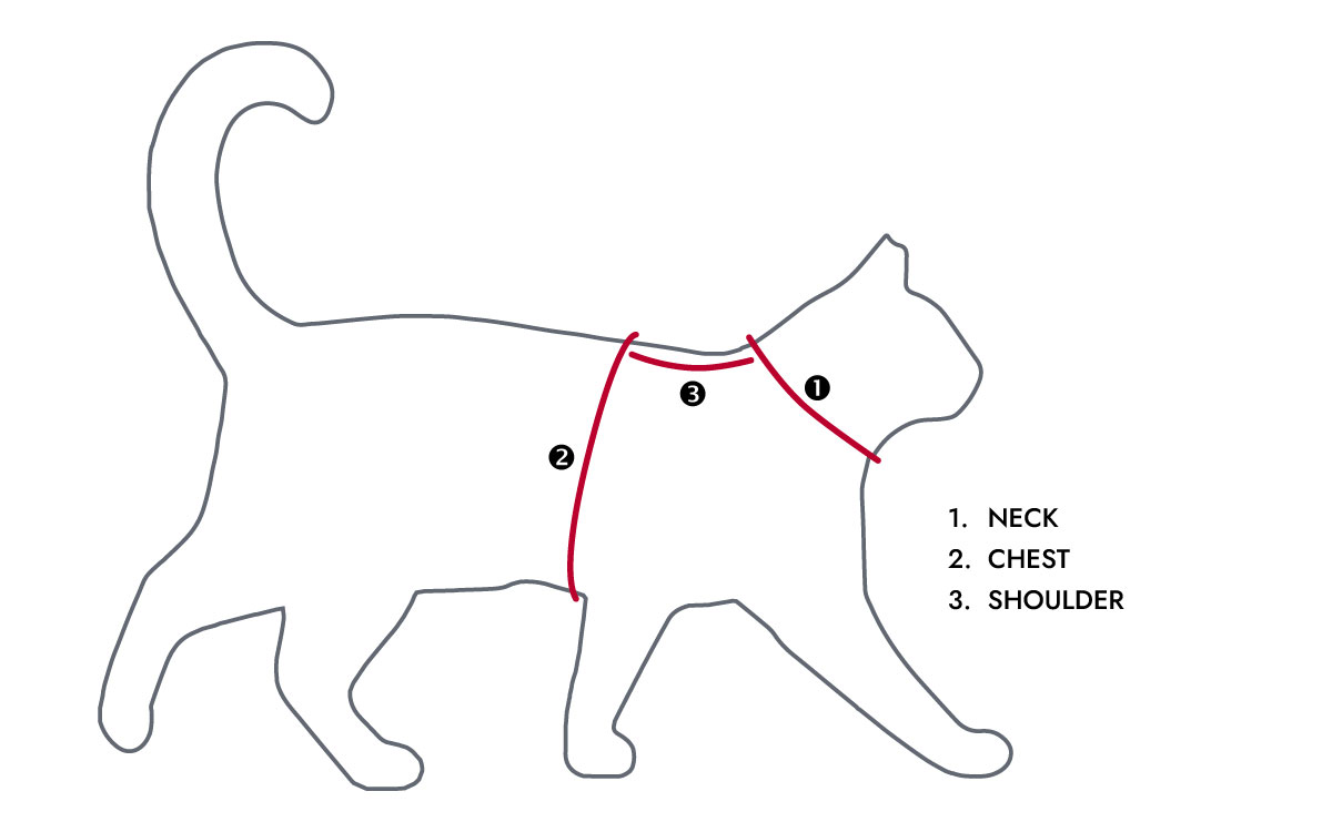 how-to-measure-your-cat